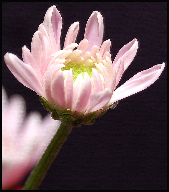 фото "pink in pastel" метки: природа, цветы