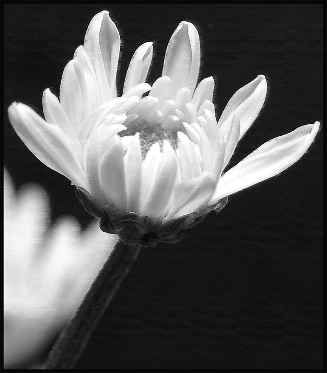 photo "***" tags: nature, black&white, flowers