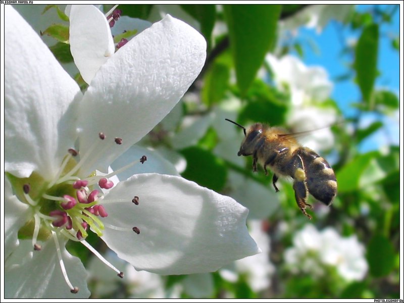 photo "To pollinate to Pollinated" tags: nature, insect