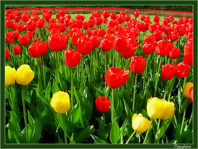 photo "Sea of tulip" tags: nature, flowers