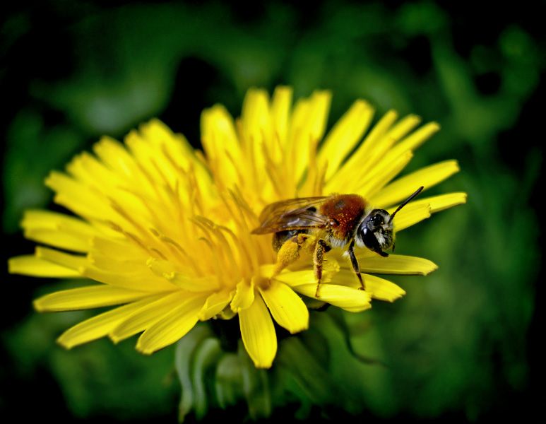 photo "***" tags: macro and close-up, nature, insect