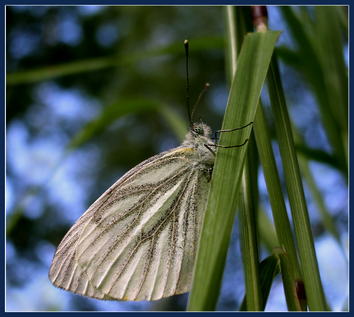 photo "***" tags: macro and close-up, nature, insect