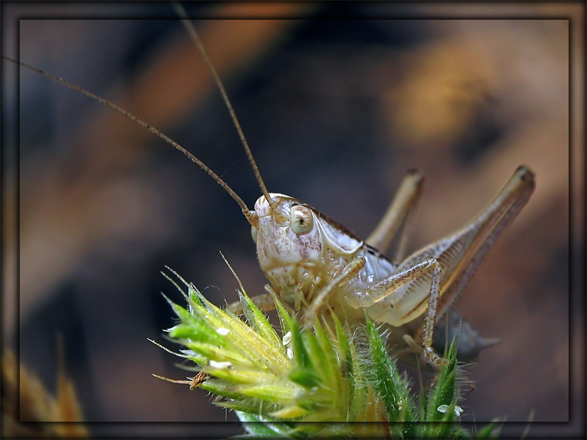 photo "***" tags: nature, macro and close-up, insect