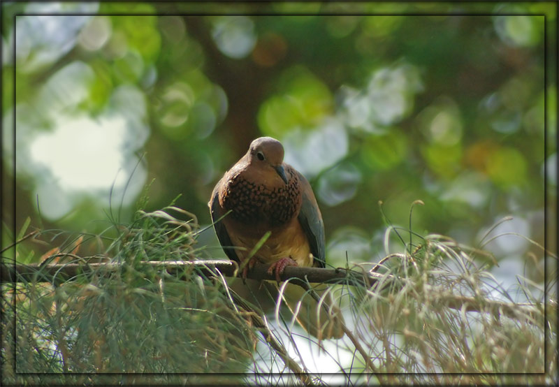 photo "***" tags: nature, wild animals