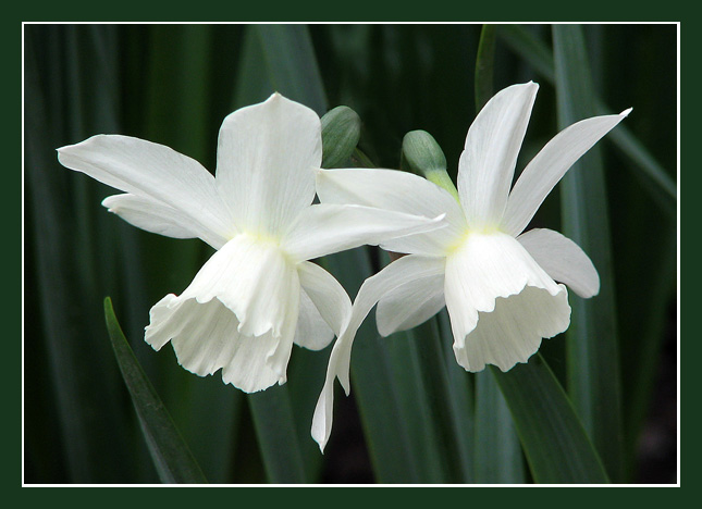 photo "Gentle flowers of Spring" tags: nature, macro and close-up, flowers