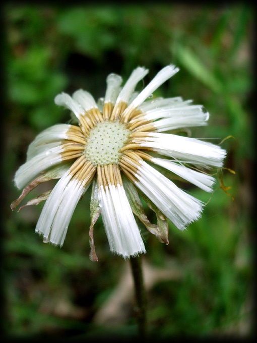 photo "***" tags: nature, flowers