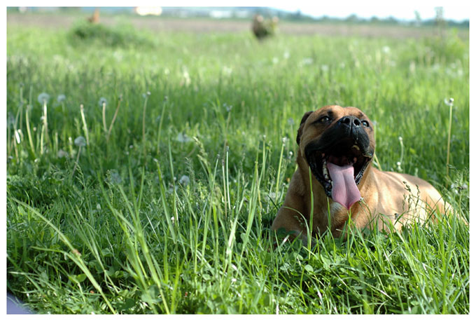 photo "Portrait of a dog" tags: nature, pets/farm animals