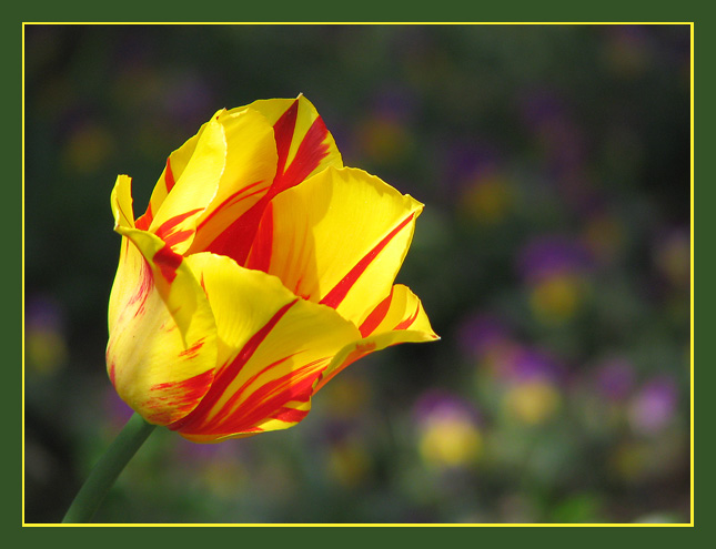 фото "Тюльпан" метки: природа, макро и крупный план, цветы