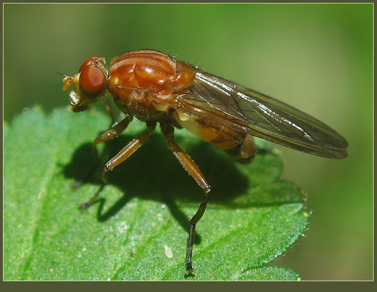photo "~Reddish Fly~" tags: macro and close-up, nature, insect