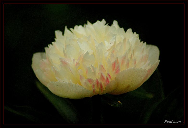 photo "fine flower" tags: nature, macro and close-up, flowers