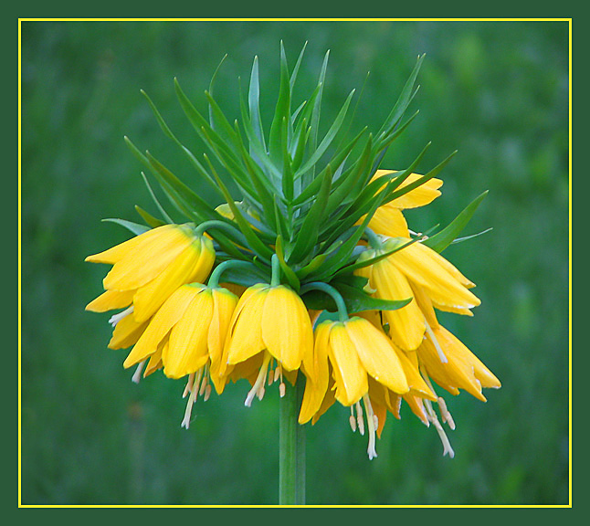 photo "Flower life" tags: nature, macro and close-up, flowers