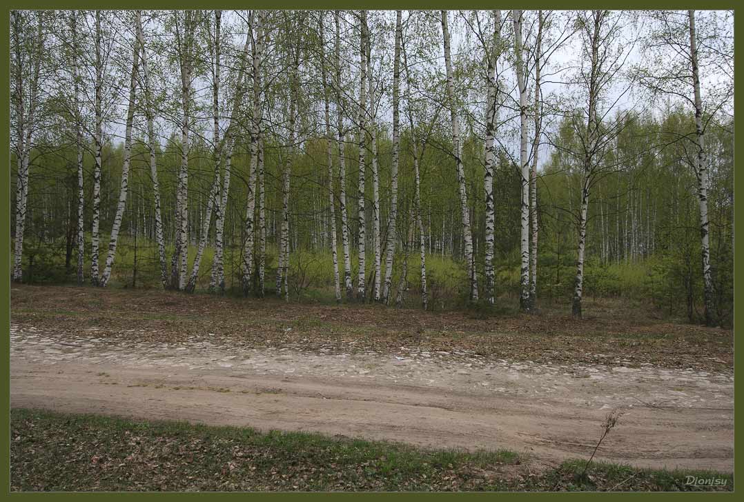 photo "Birches" tags: landscape, forest