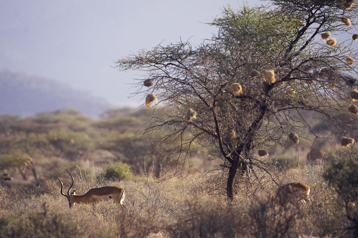 photo "Dreams about Africa" tags: travel, landscape, Africa, sunset