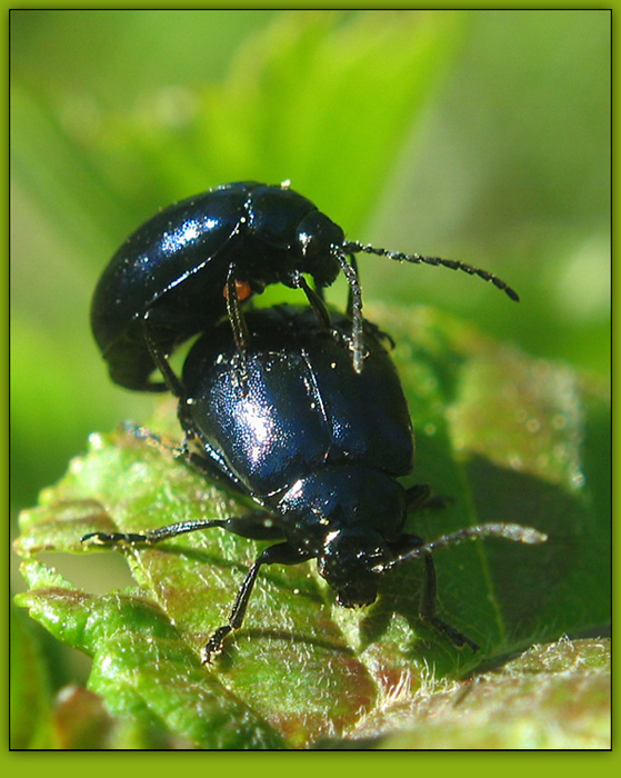 photo "~Bugs~" tags: nature, macro and close-up, insect