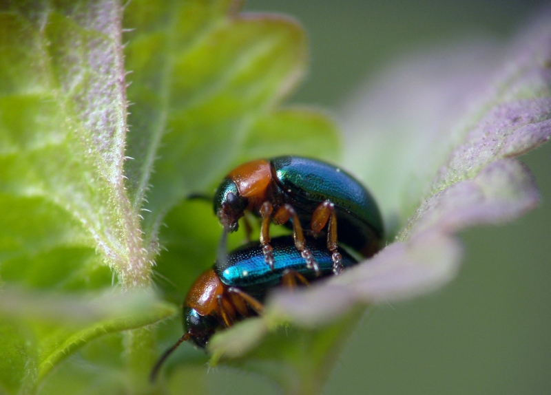 photo "***" tags: nature, macro and close-up, insect