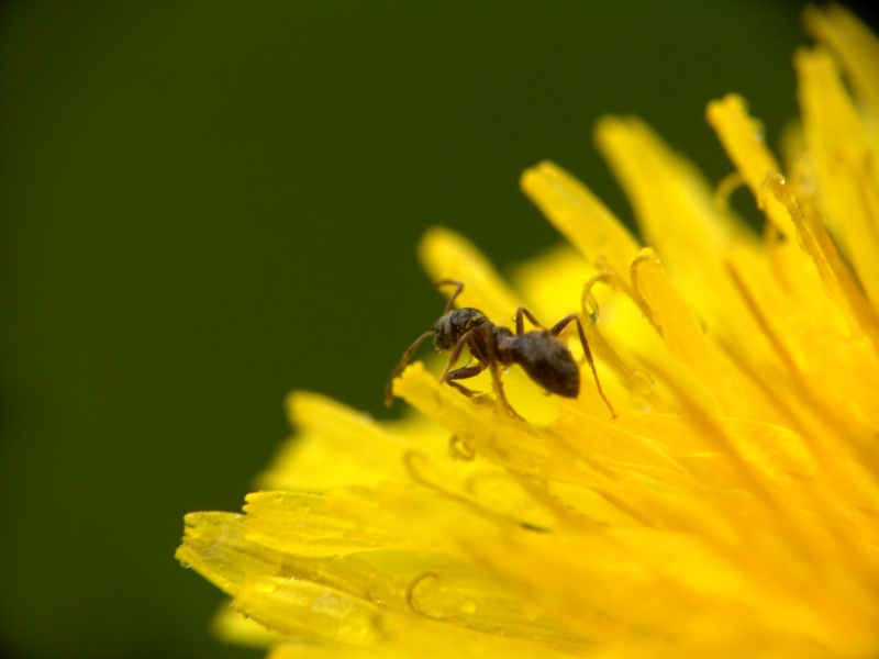 photo "***" tags: nature, macro and close-up, insect