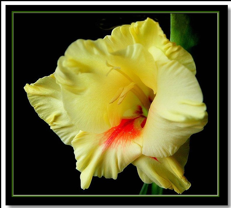 photo "gladiolus" tags: nature, flowers