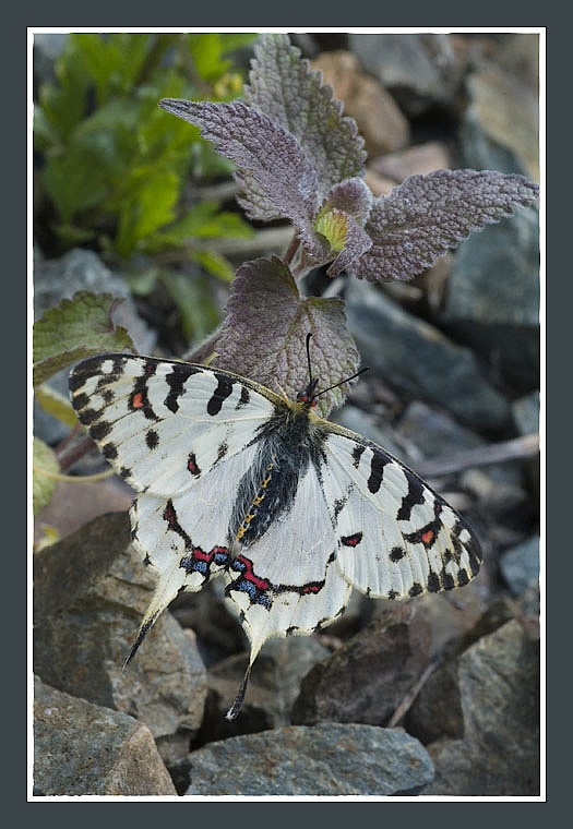 photo "Tailed guy" tags: nature, macro and close-up, insect