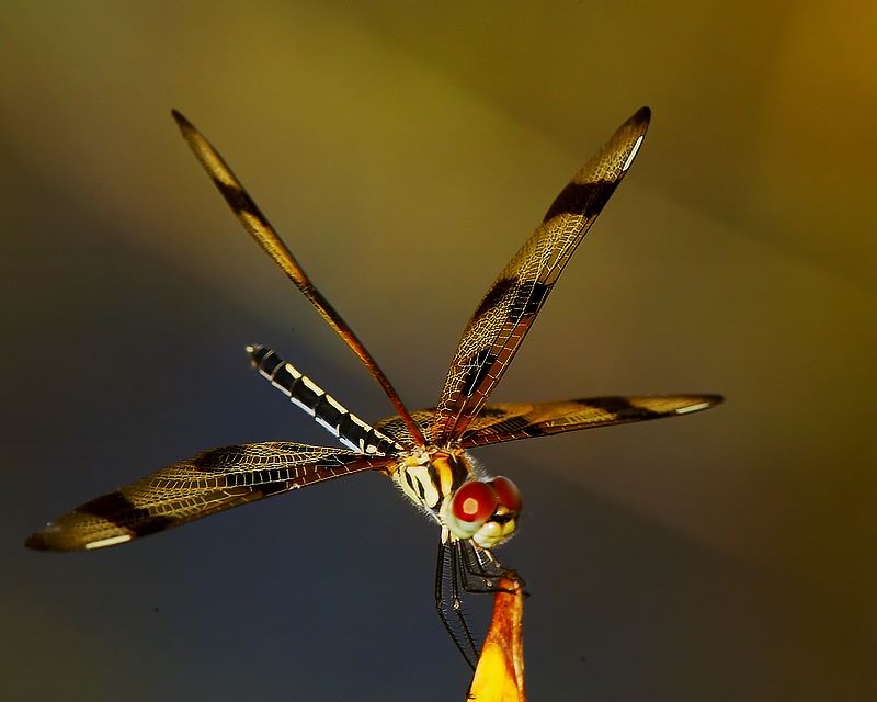 photo "***" tags: macro and close-up, nature, insect