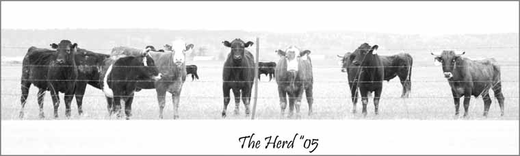 фото "The Herd" метки: природа, домашние животные