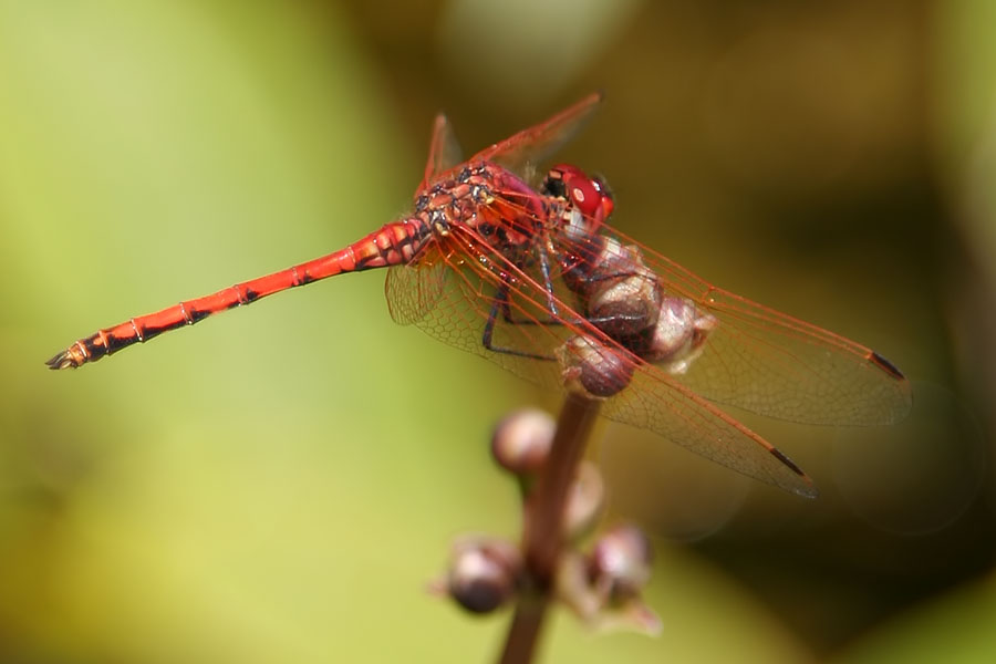 photo "Dragonfly" tags: nature, macro and close-up, insect