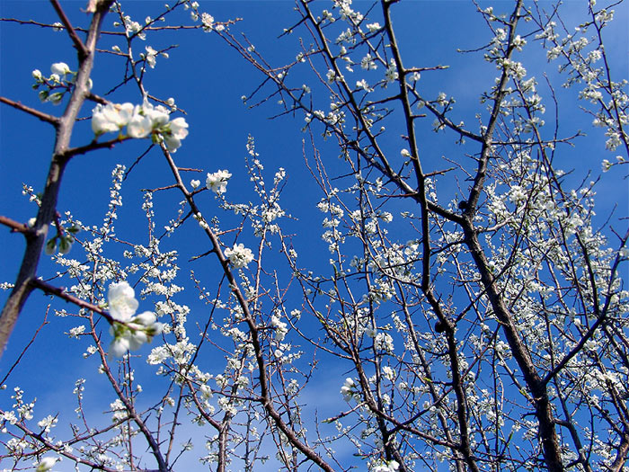 photo "Spring fireworks" tags: nature, flowers