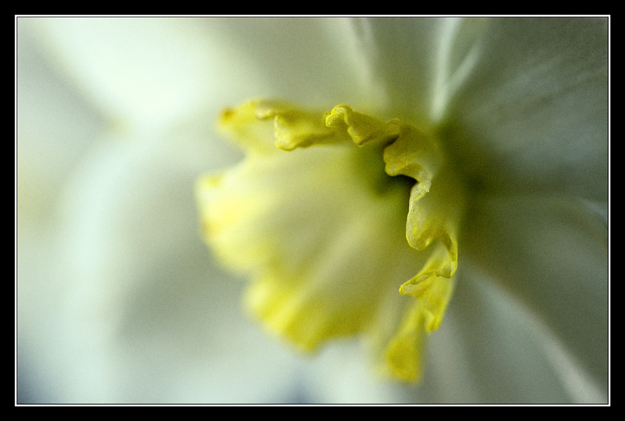 photo "***" tags: macro and close-up, nature, flowers