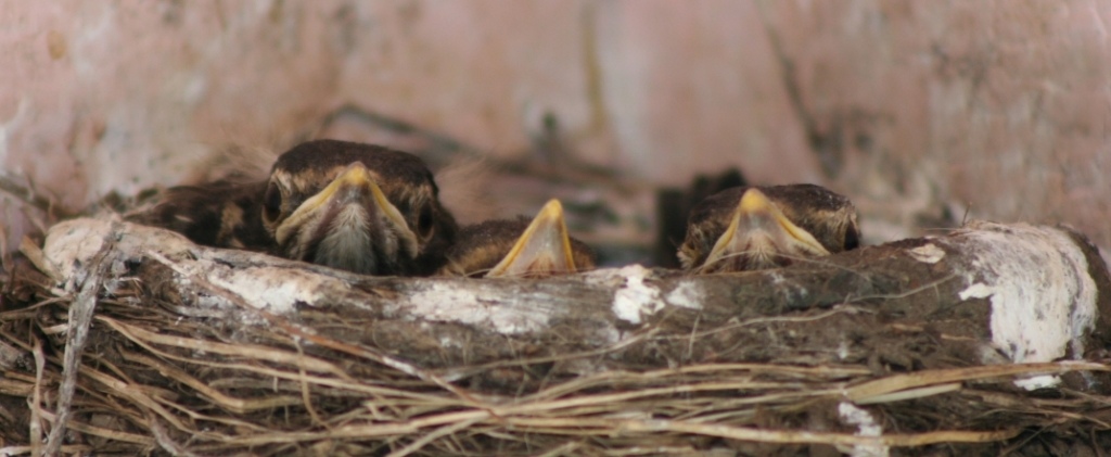 photo "Growing..." tags: nature, wild animals
