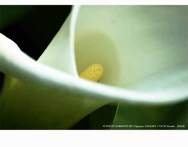 photo "***" tags: macro and close-up, 