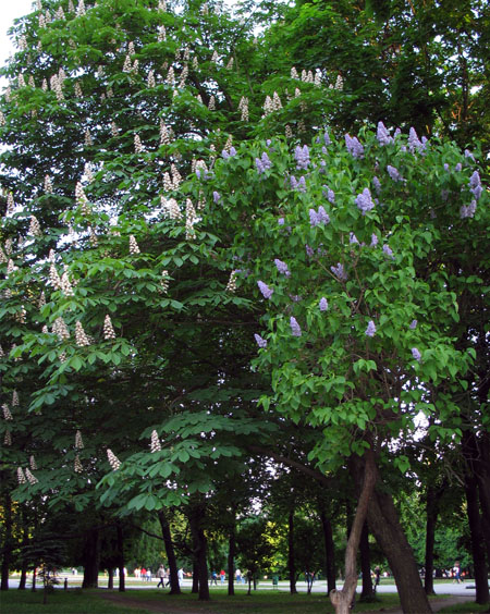 photo "Lilac pretending to be a chestnut" tags: nature, genre, flowers