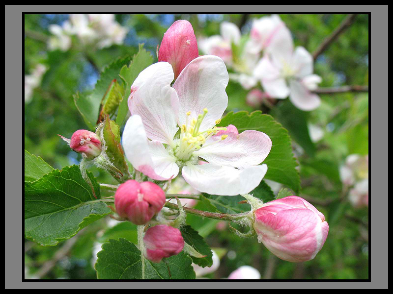 photo "***" tags: nature, flowers