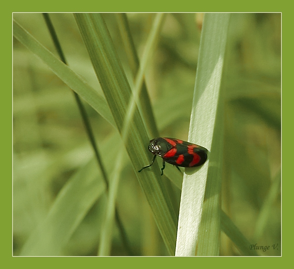 photo "***" tags: nature, insect