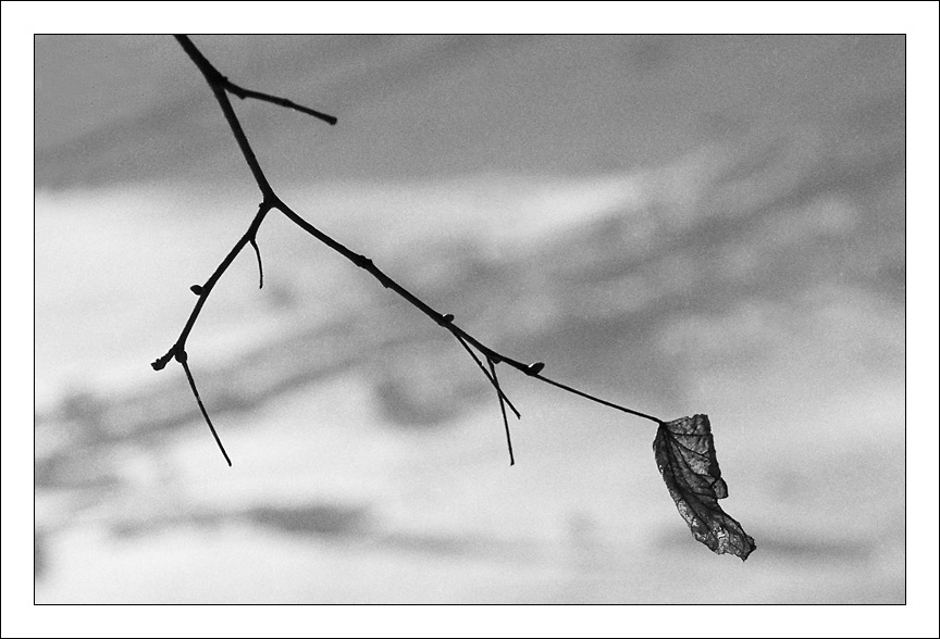 photo "Lonely leaf" tags: black&white, misc., 