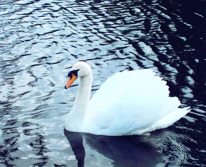 фото "" Swan Lake "" метки: природа, пейзаж, вода, дикие животные
