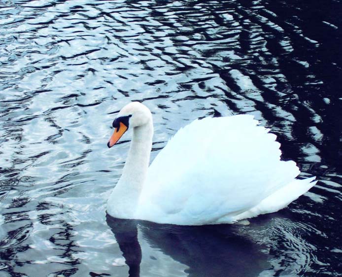 photo "" Swan Lake "" tags: nature, landscape, water, wild animals