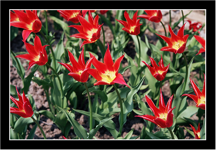 photo "Towards the Sun" tags: nature, flowers