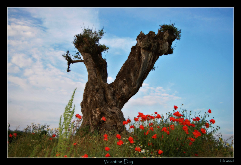photo "Valentine Day" tags: landscape, nature, spring