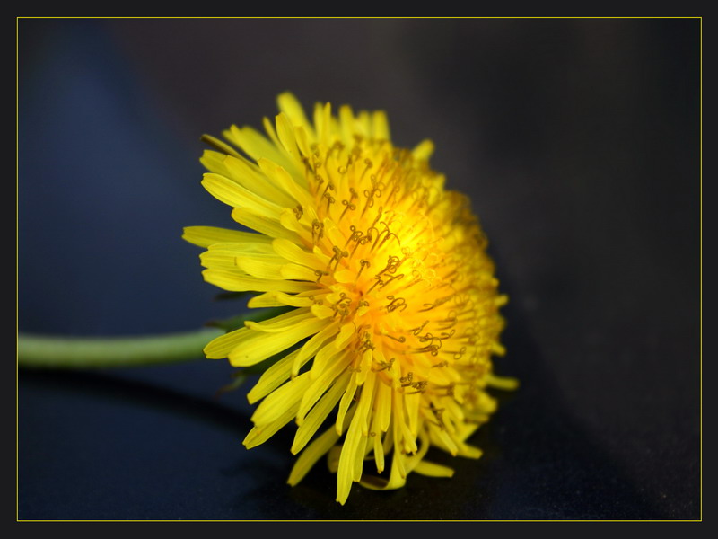 photo "***" tags: nature, flowers