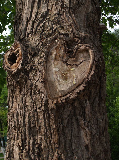 photo "Naked heart of the tree" tags: misc., 