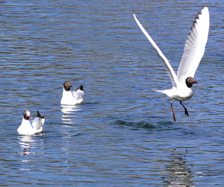 photo "Birds" tags: nature, landscape, water, wild animals