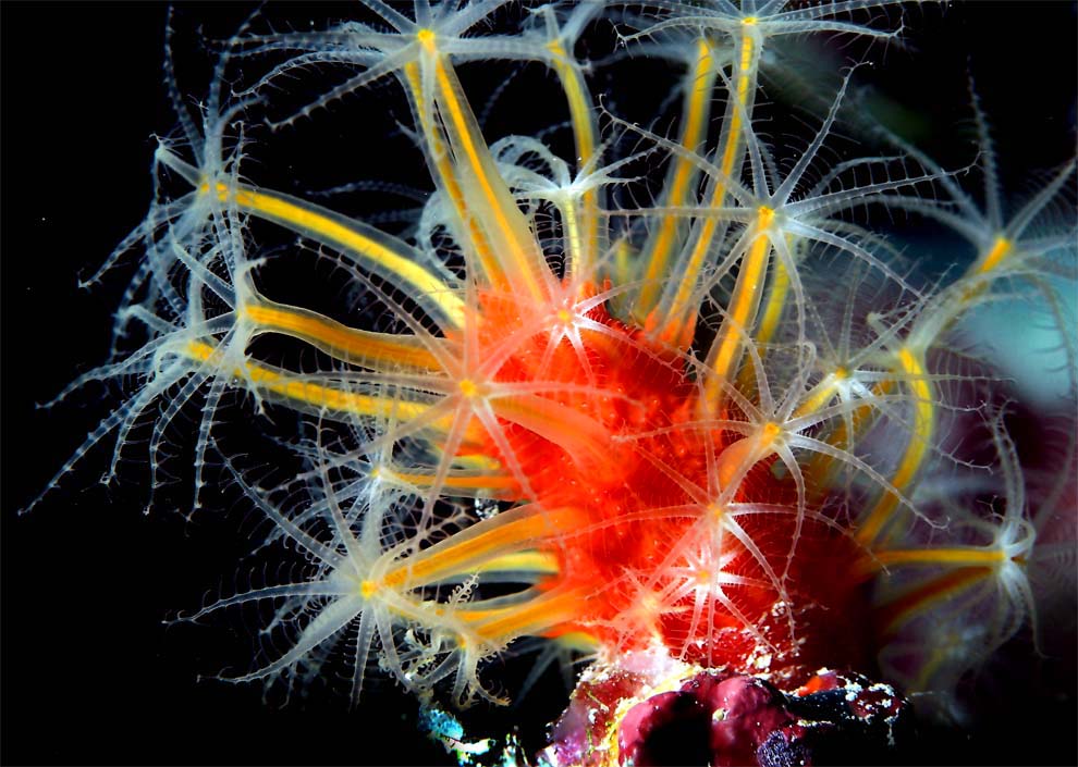 фото "ночные цветы моря 2" метки: подводные, 