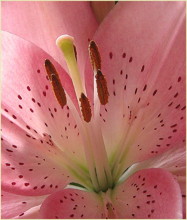 photo "***" tags: macro and close-up, nature, flowers