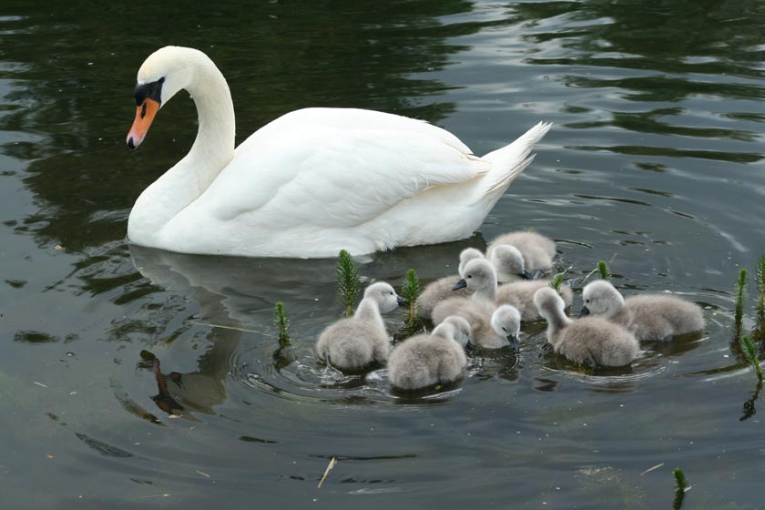 фото "New family" метки: пейзаж, природа, вода, дикие животные