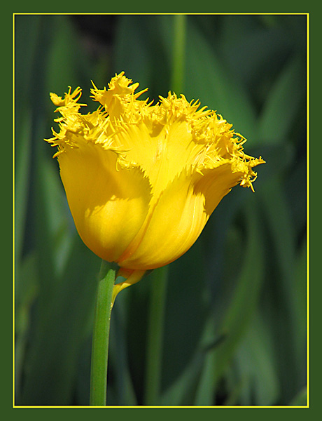 фото "Желтый тюльпан" метки: природа, макро и крупный план, цветы