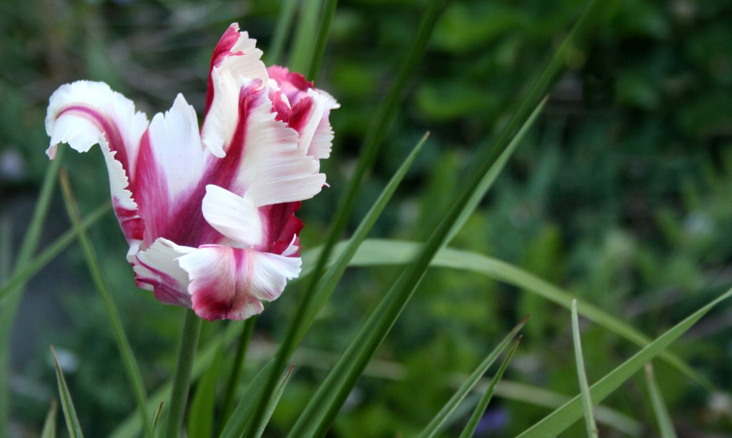 photo "The Soul of Tulip" tags: nature, flowers