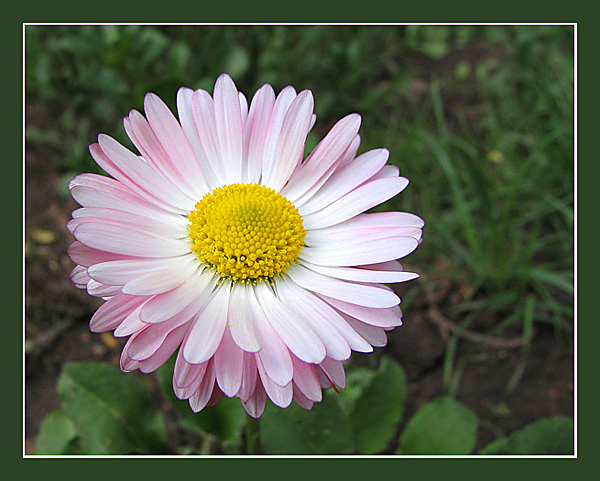 photo "Margarites" tags: nature, macro and close-up, flowers