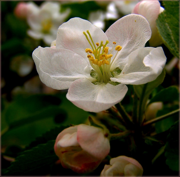 фото "Цветы весны" метки: природа, макро и крупный план, цветы