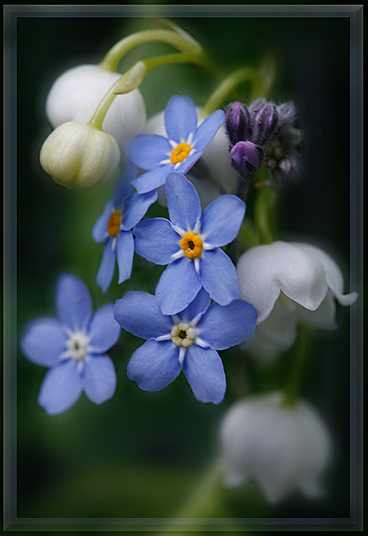 photo "May etude" tags: nature, macro and close-up, flowers