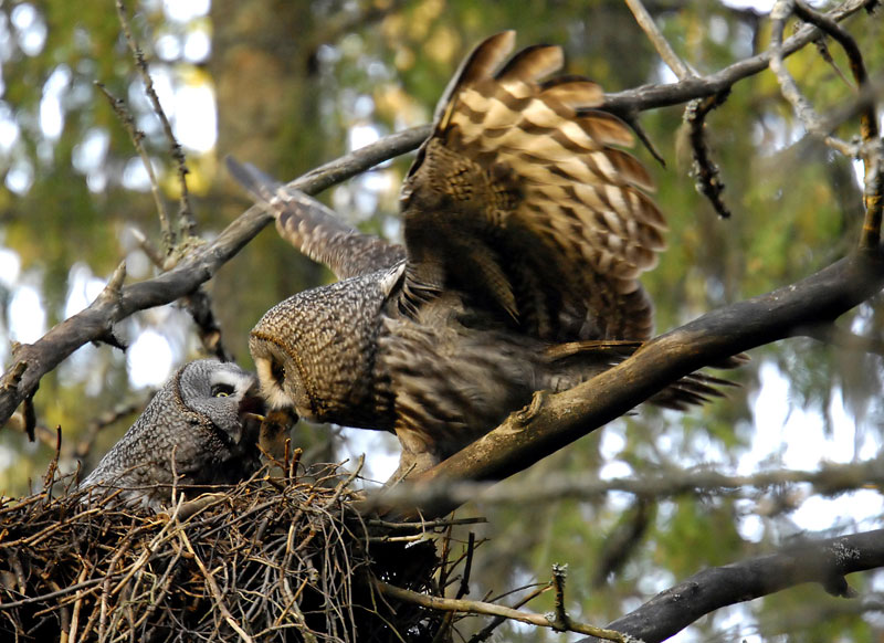 photo "Delivery" tags: nature, wild animals