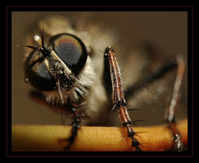 photo "***" tags: nature, macro and close-up, insect